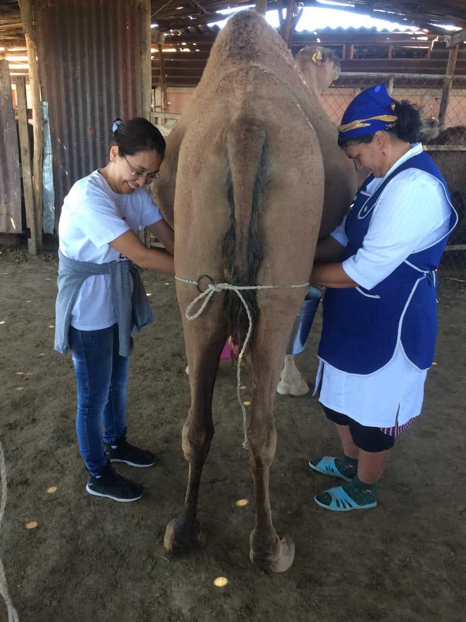 camel's star