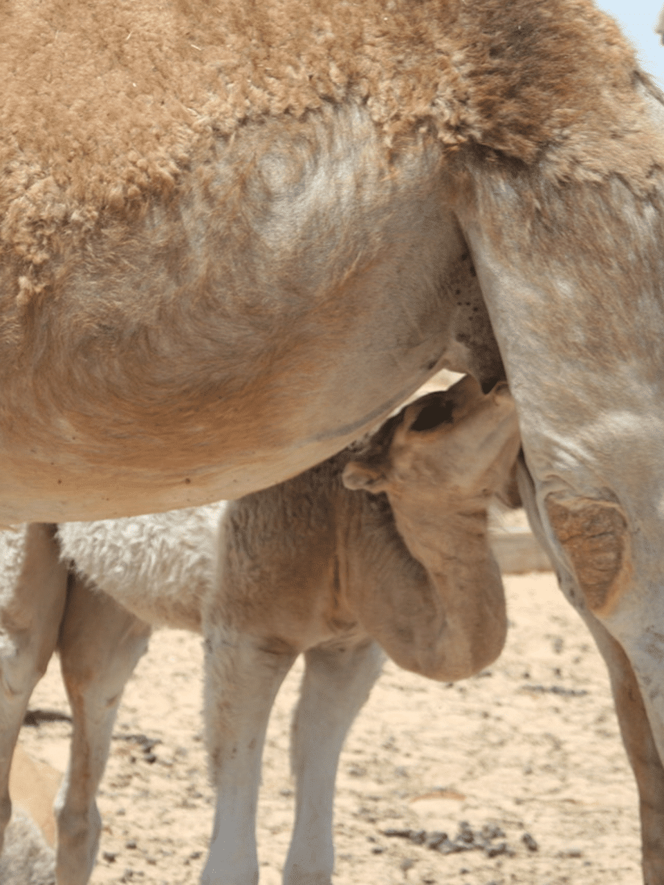 chamelon taite sa mere camel idee chamelon taite sa mere camel idee