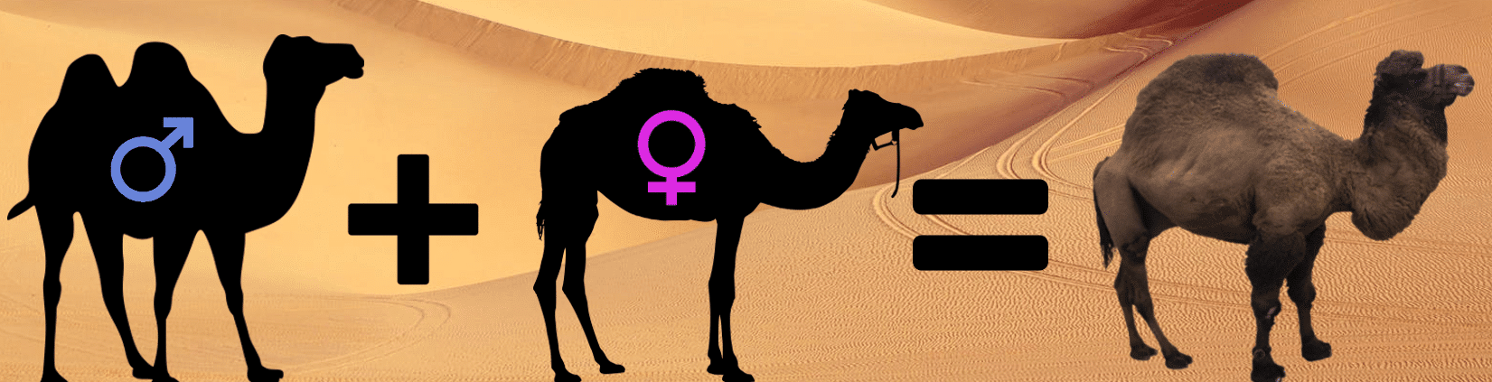 camel's star