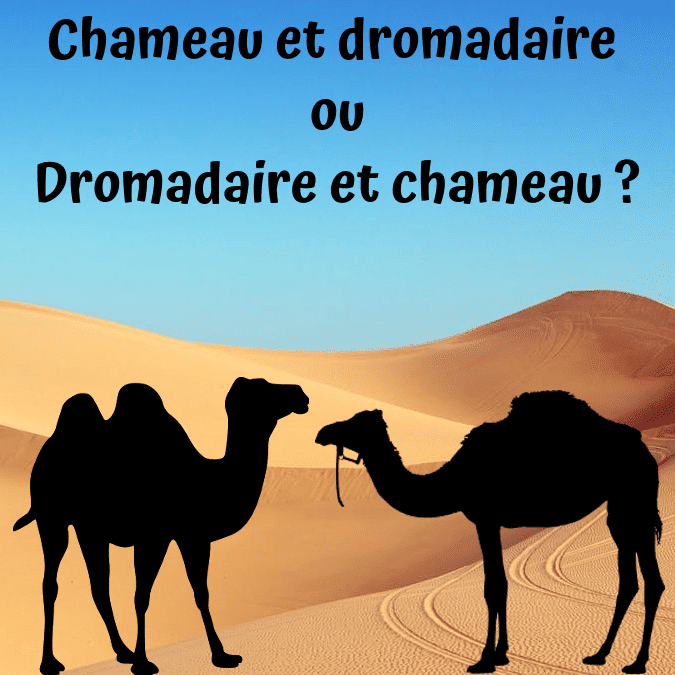 Chameau ou dromadaire ?