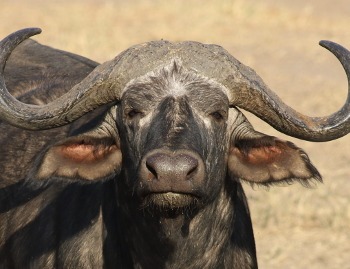 buffle lait buffle lait