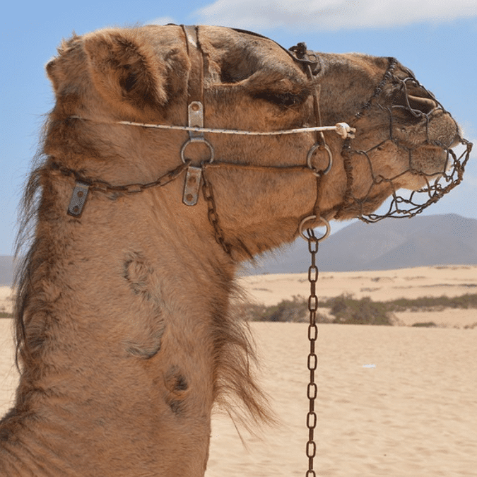 Fuerteventura une révolution